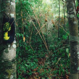 TRILHA CHICO MENDES - MARCOS ROCHA